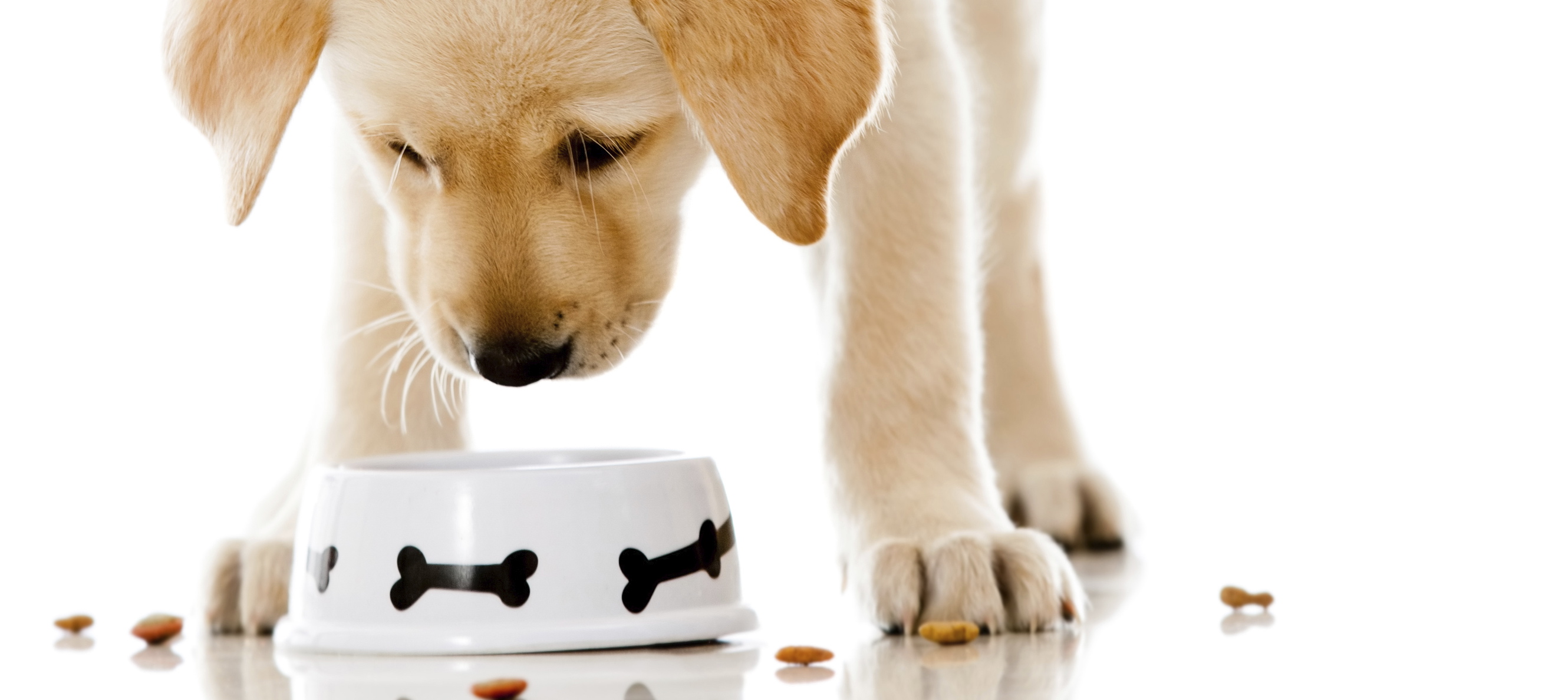 The health benefits of choosing your dog food wisely