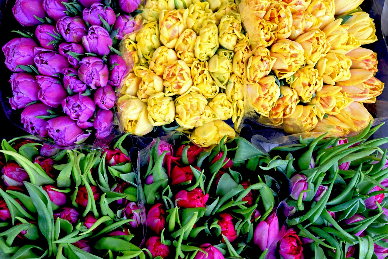 theme-overhead-colors-tulips-flowers-73262