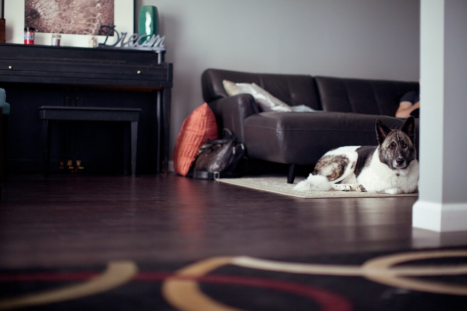 4 Ways to Prepare Your House from Tenants with Pets
